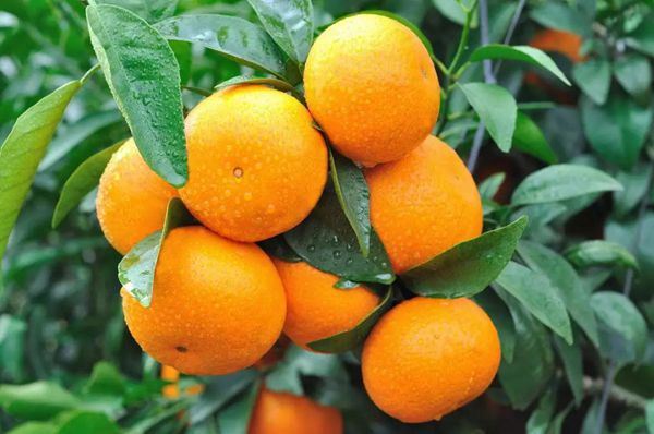 A citrus nyári hajtásszabályozása a kulcs, a gyűrűvágás nem lehet kevesebb, m...